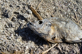 Salton Sea Fishy